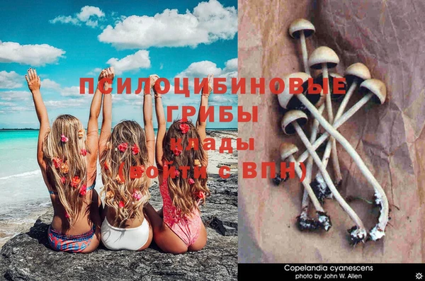 ПСИЛОЦИБИНОВЫЕ ГРИБЫ Алзамай